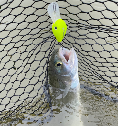 ニジマスの釣果