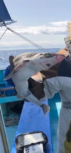 サメの釣果