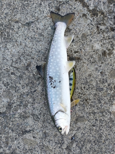 アメマスの釣果