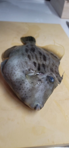 カワハギの釣果