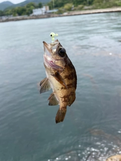 アカメバルの釣果