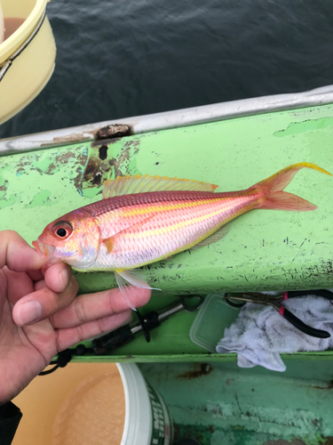 ソコイトヨリの釣果