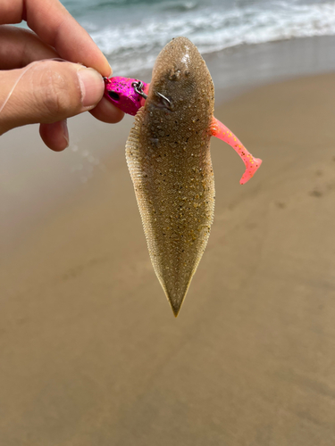 シタビラメの釣果