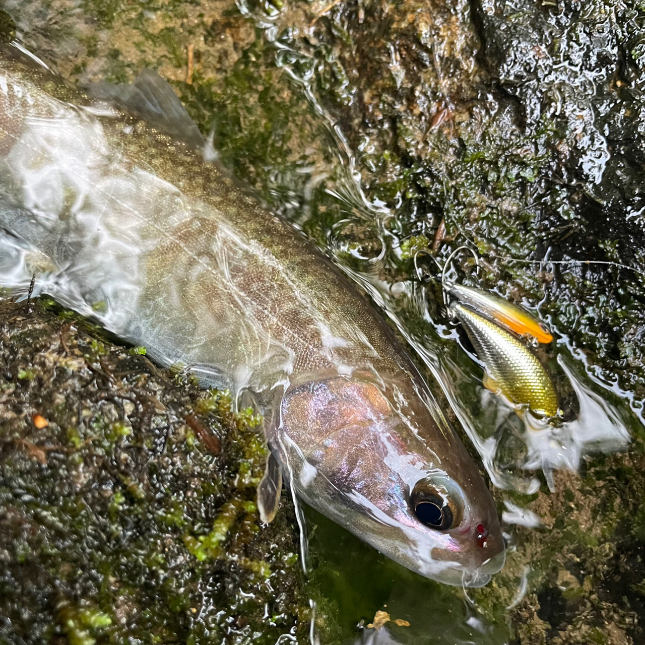 イワナ