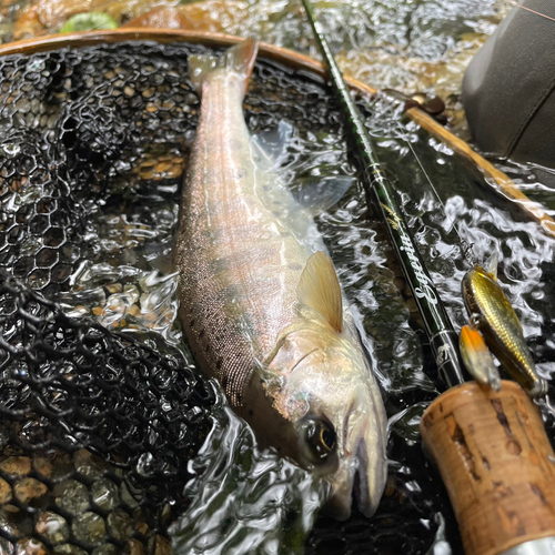 ヤマメの釣果