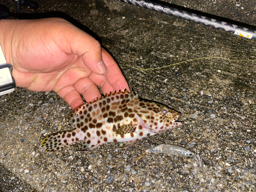 カンモンハタの釣果