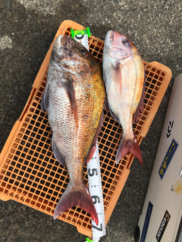 マダイの釣果