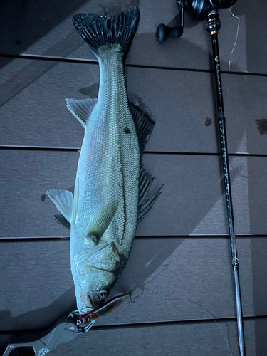 スズキの釣果