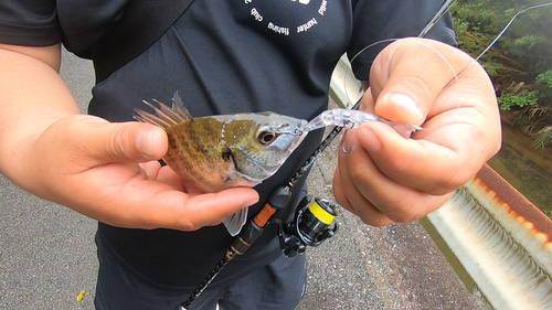 ミナミクロダイの釣果