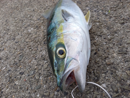 ハマチの釣果