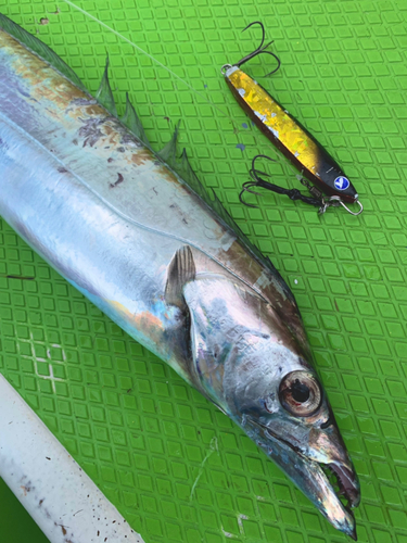 タチウオの釣果