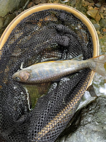 イワナの釣果