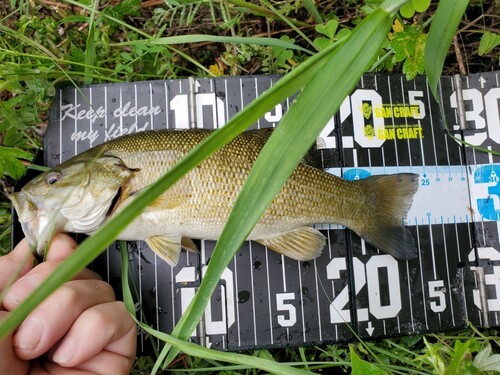 スモールマウスバスの釣果