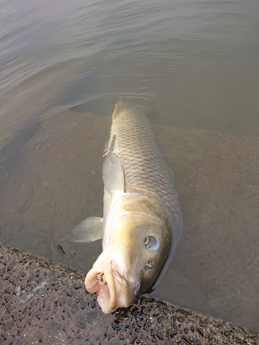 コイの釣果