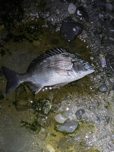 クロダイの釣果