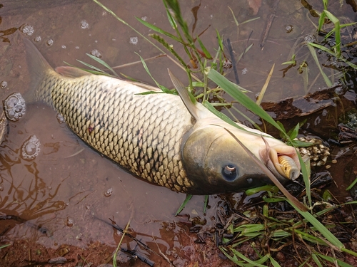 コイの釣果