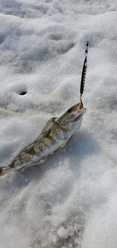 ホッケの釣果