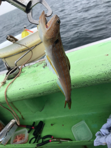 エソの釣果