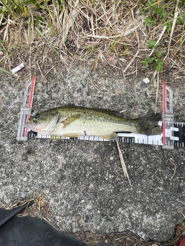 ブラックバスの釣果