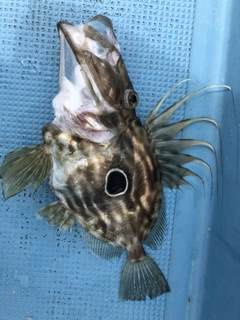 マトウダイの釣果