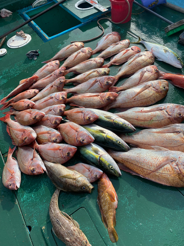 タイの釣果