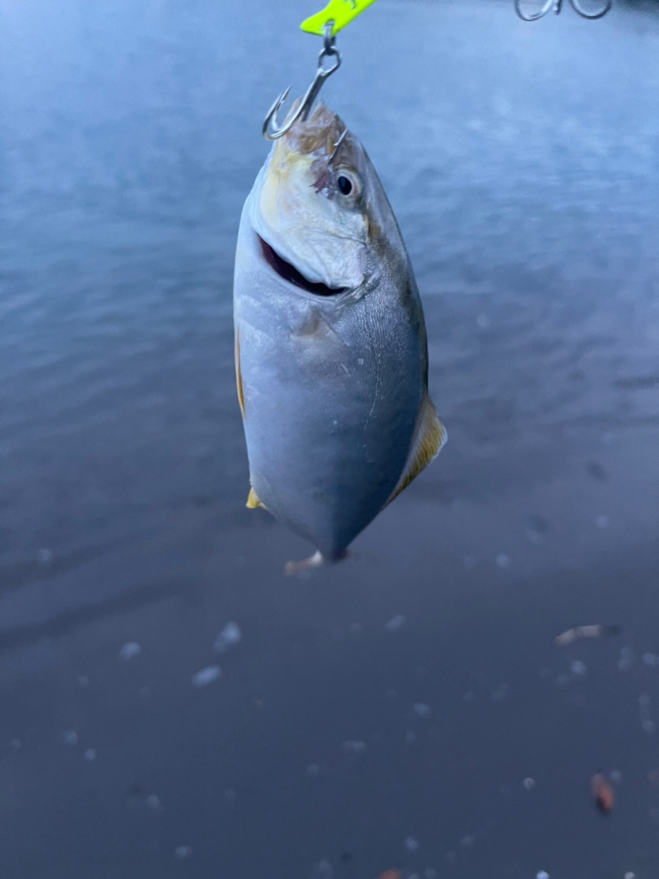 ショゴ