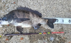 チヌの釣果