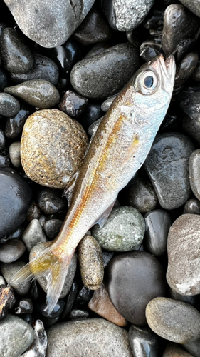 ムツの釣果