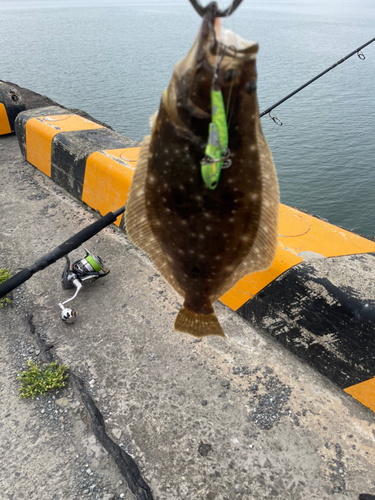 ソゲの釣果