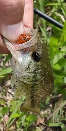 ブラックバスの釣果