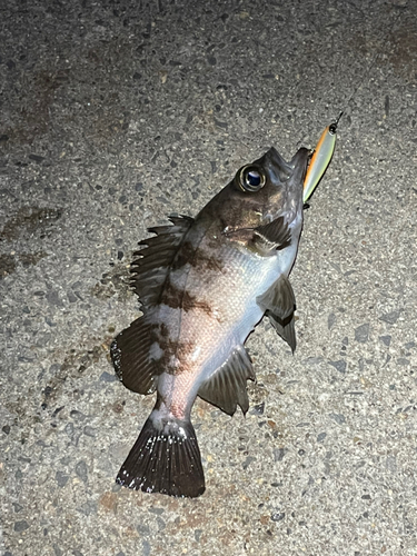 アカメバルの釣果