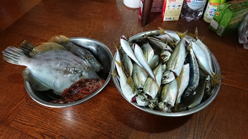 カワハギの釣果