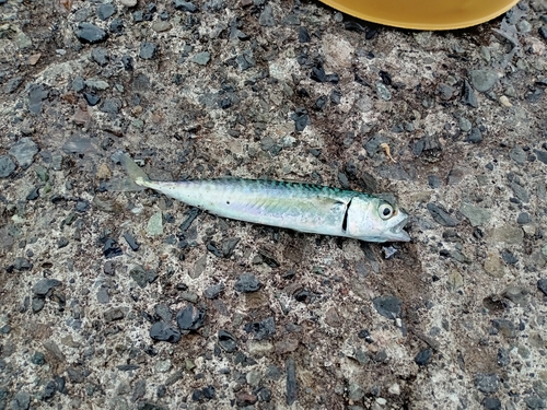 サバの釣果