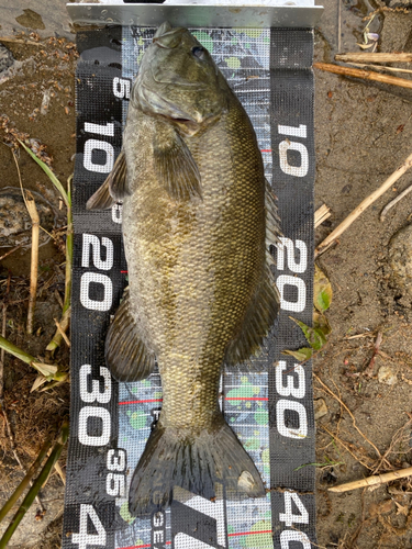 スモールマウスバスの釣果