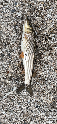 ニゴイの釣果