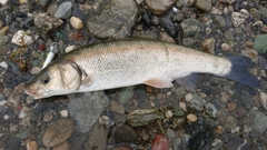 ウグイの釣果