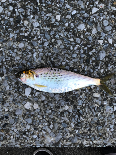 コノシロの釣果