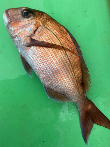 マダイの釣果