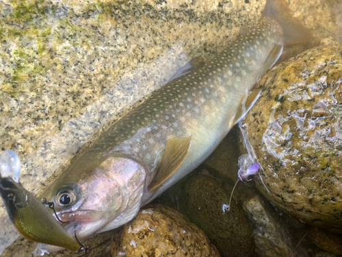 イワナの釣果