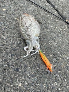 シリヤケイカの釣果