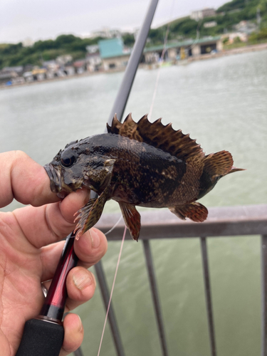 ソイの釣果