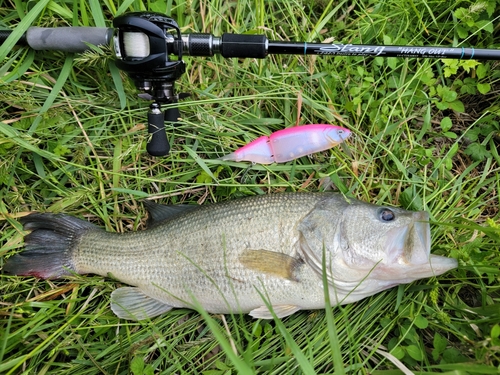 ブラックバスの釣果