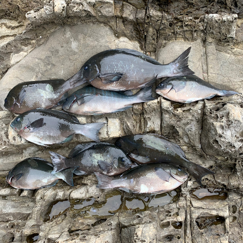 クチブトグレの釣果