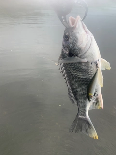 キビレの釣果