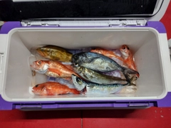 アカムツの釣果