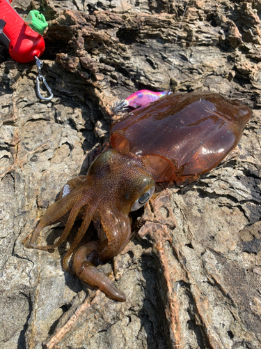 アオリイカの釣果