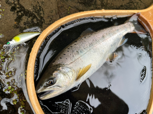 ヤマメの釣果