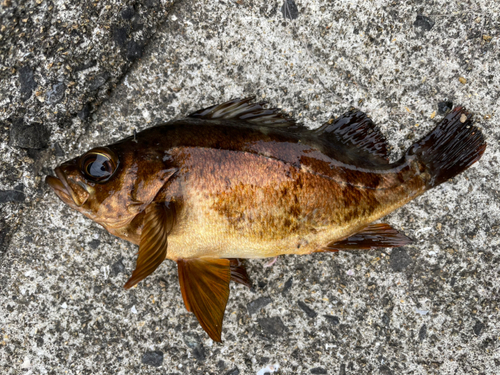 アカメバルの釣果