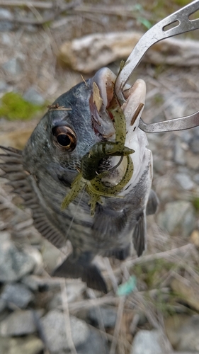 キビレの釣果