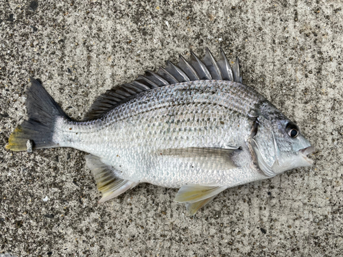 キチヌの釣果